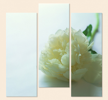 Картина Красота белого пиона - Из трех частей 