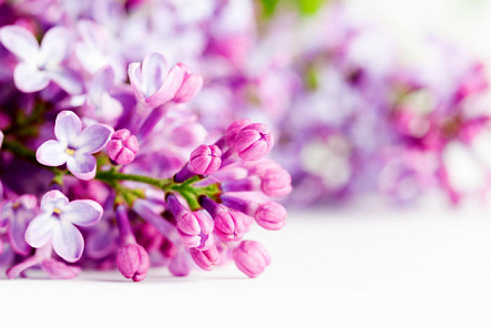 Ветка сирени