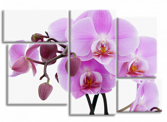 Картина Фіолетова орхідея 3 - З п'яти частин 