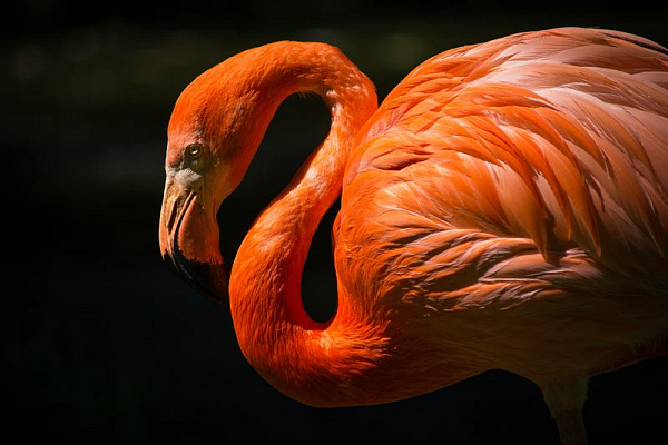 Картина Красивый фламинго - Животные 