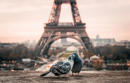 Пара голубей в Париже