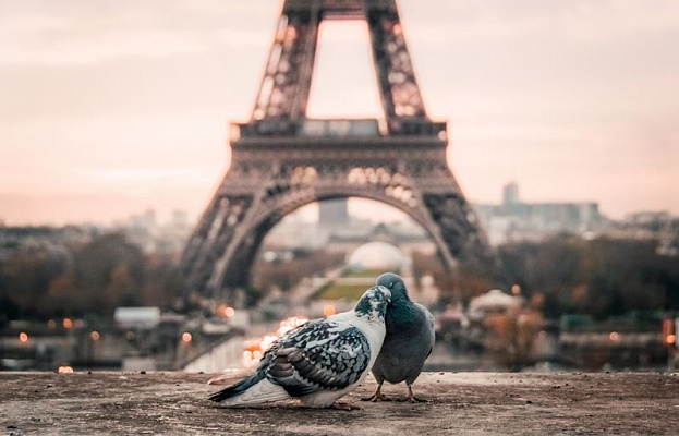 Картина Пара голубей в Париже - Животные 