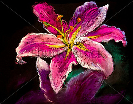 Розовая лилия