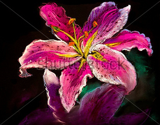 Картина Розовая лилия - Николов Ивайло  