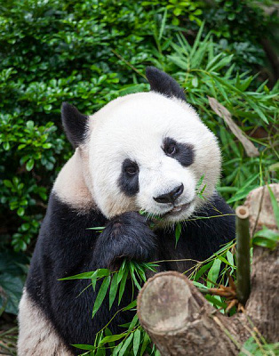 Картина Панда - Животные 