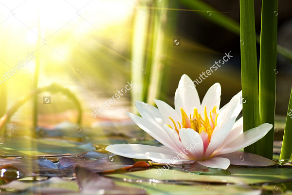 Картина Водная лилия в солнечных лучах - Цветы 