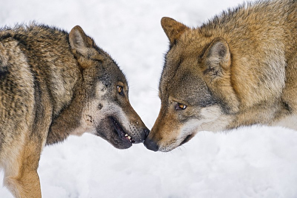 Картина Встреча волков - Животные 