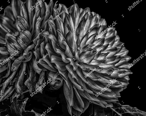 Картина Чорно-біла квітка - Квіти 