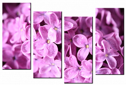 Манящая сирень