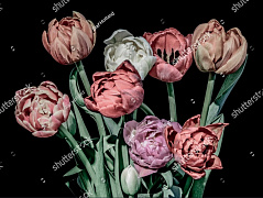 Винтажные тюльпаны