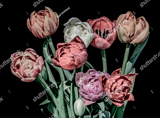 Картина Винтажные тюльпаны - Цветы 