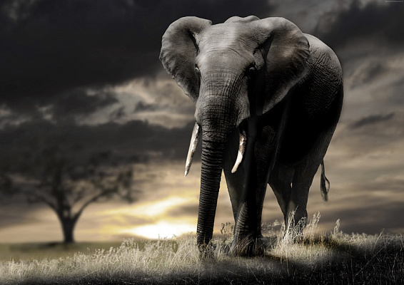 Картина Слон на заході сонця - Тварини 