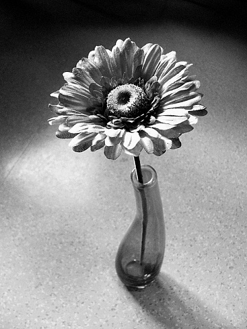 Гербера в вазе