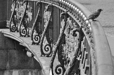 Винтаж и воробей