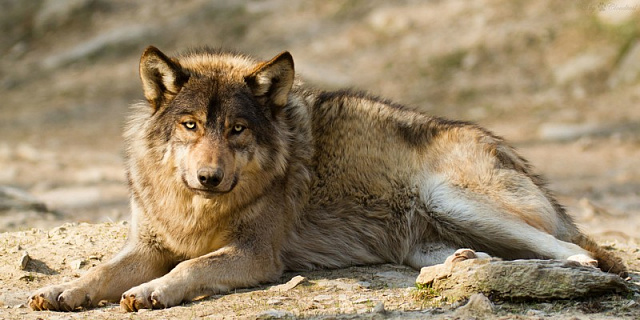 Картина Лежащий волк - Животные 