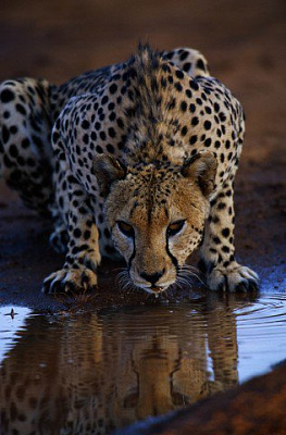 Картина Леопард - Животные 