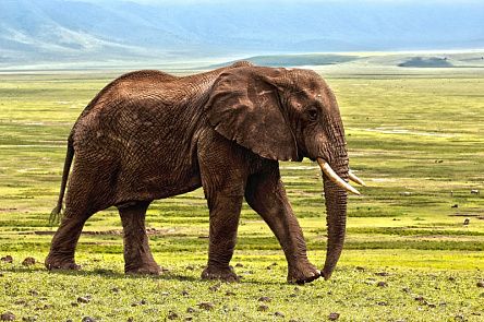 Слон гуляет по траве