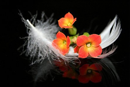 Цветы и перо