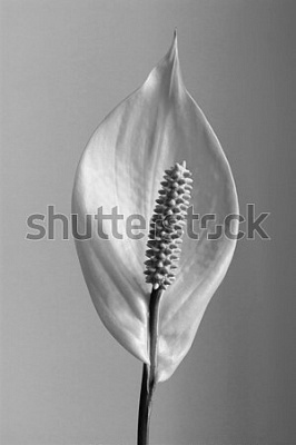 Картина Спатифилум в черно-белом цвете - Цветы 