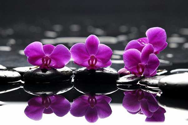 Картина Орхидея фиолетовая - Цветы 