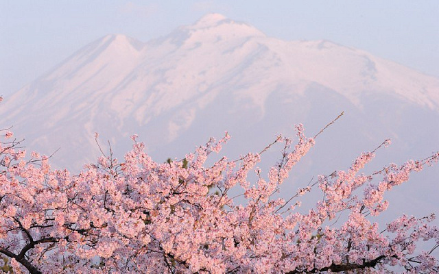 Картина Сакура в цвіті - Природа 