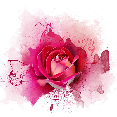 Картина Рожева троянда - Квіти 